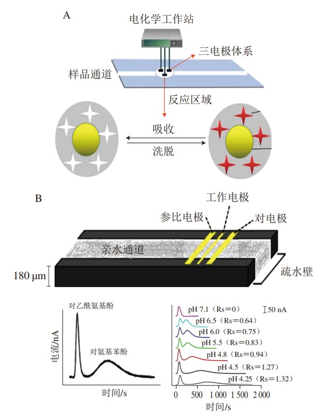 《食品科学》：西北农林科技大学张敏副教授等：纸基微流控电化学芯片检测农药残留的研(图7)